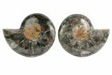 Black, Cut & Polished Ammonite - Crystal Filled #166729-1